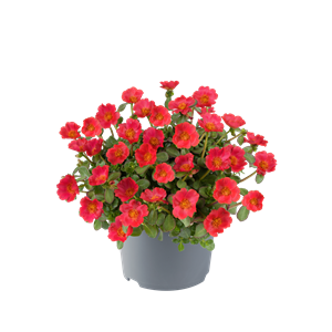 Afbeelding van Ej Portulaca P19 Tropical punch